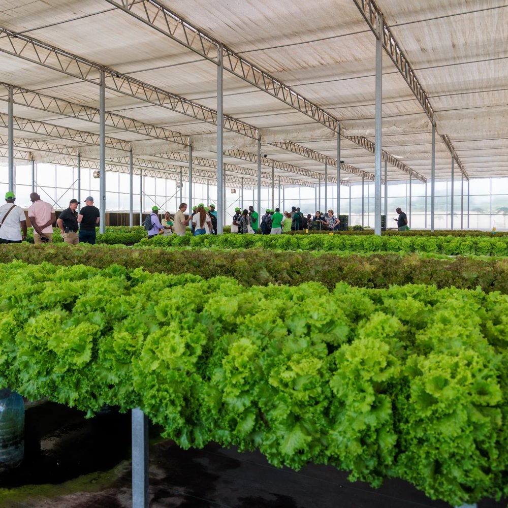 Definition of Vertical Farming